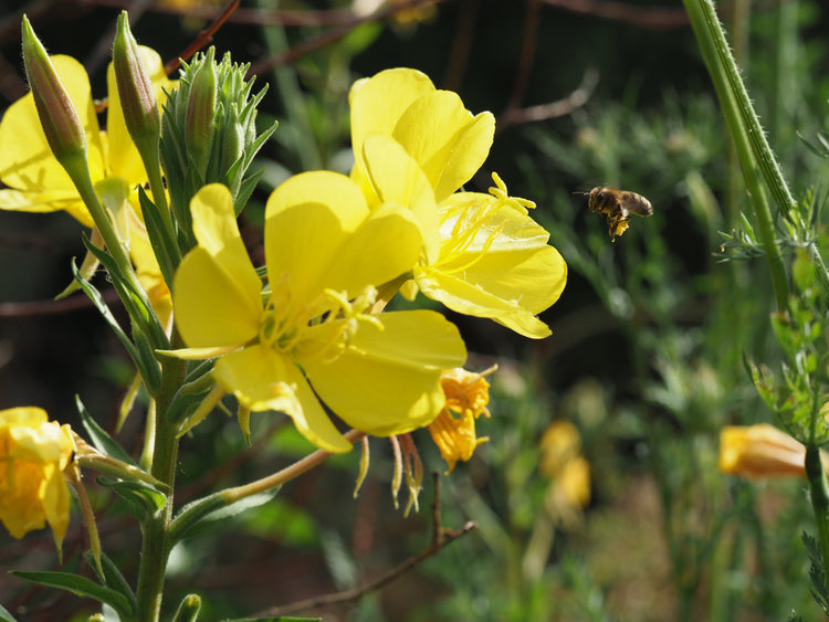 Evening Primrose Oil