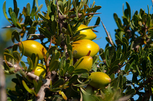 Argan Oil