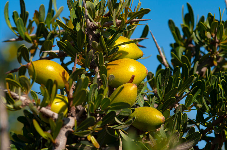 Argan Oil