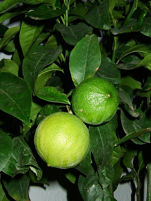 Bergamot Essential Oil 10ml - Bergapten-Free