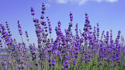 Natural Lotions - Amazing Fragrances