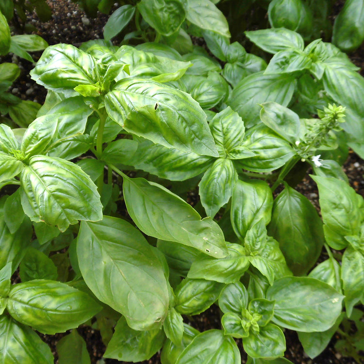 Basil Sweet Essential Oil 10ml