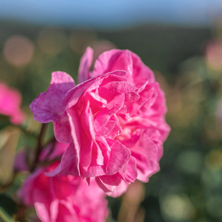 Natural Lotions - Amazing Fragrances