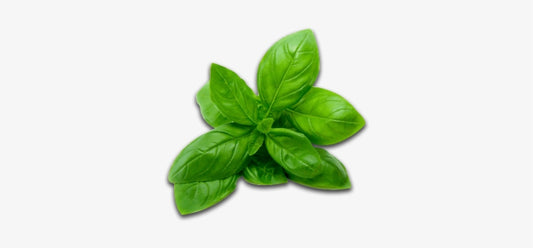 Basil Exotic Essential Oil 10ml