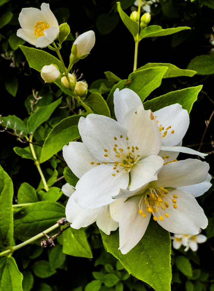 Natural Lotions - Amazing Fragrances