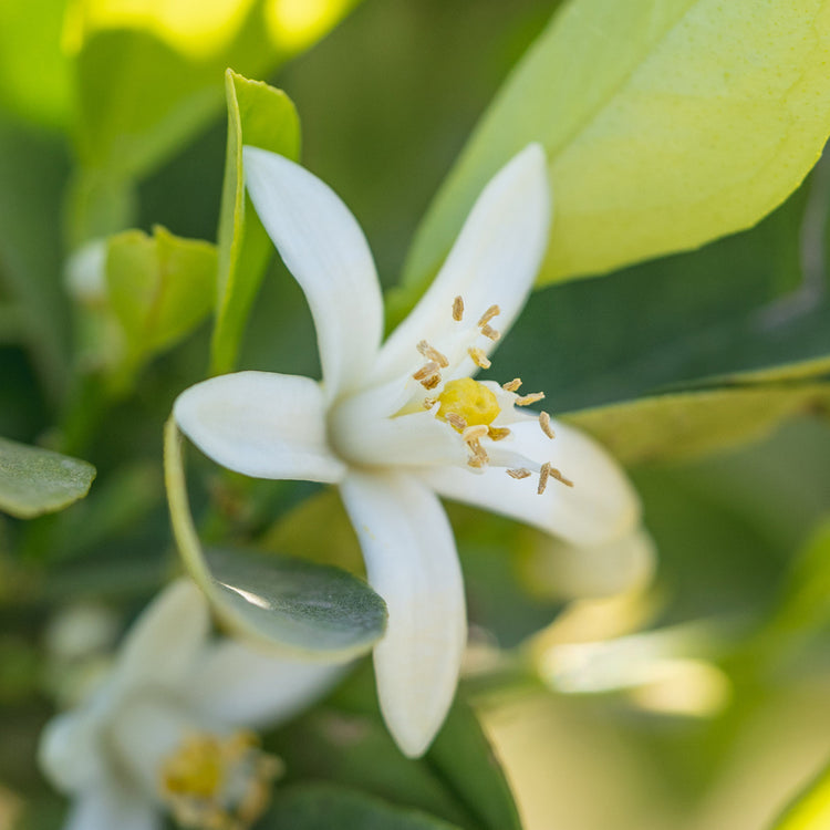 Natural Lotions - Amazing Fragrances