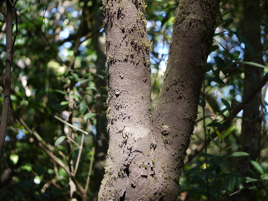 Mature Skin Face Wash 4oz