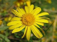 Arnica Oil