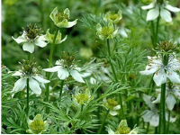 Black Cumin Oil