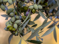 Anti-oxidative Daily Facial Oil