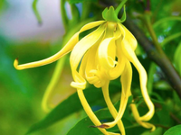 Sensuous Massage Oil 4oz