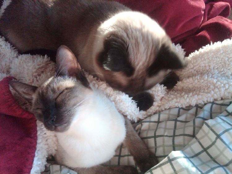 Cats and essential oil safety by Robert Tisserand