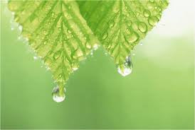 The Quality of Essential Oils by Jade Shutes