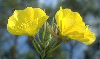 Evening Primrose Oil