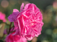 Rose Floral Water (Hydrosol)