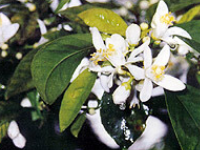 Neroli Floral Water (Hydrosol)