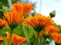 Marigold Oil