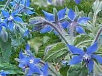 Borage Seed/Starflower Organic Oil