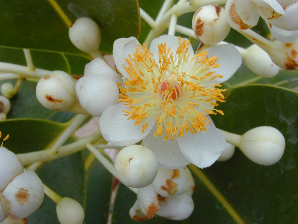 Tamanu (Foraha) Unrefined