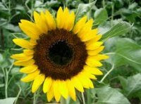 Sunflower Oil