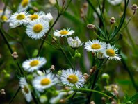 Roman Chamomile Floral Water (Hydrosol)