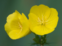 Evening Primrose Oil