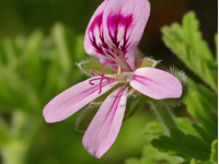 Geranium Floral Water (Hydrosol)